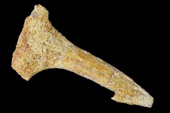 Bargain, Fossil Sawfish (Onchopristis) Rostral Barb - Morocco #145574